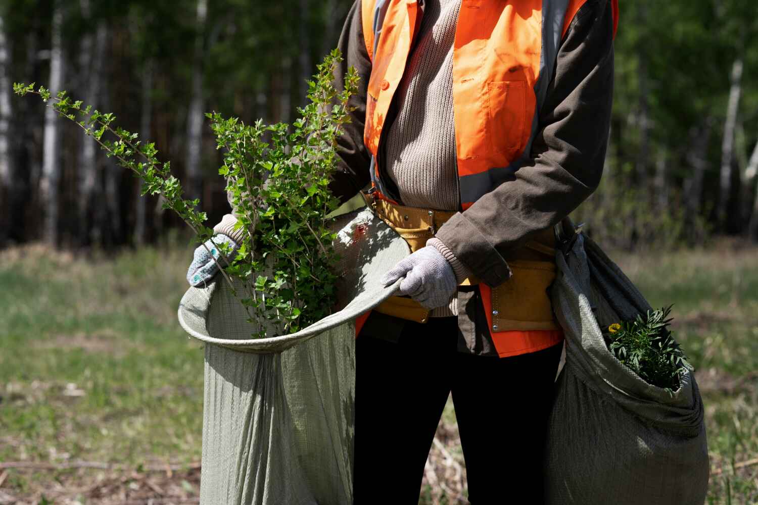 The Steps Involved in Our Tree Care Process in Raymondville, TX